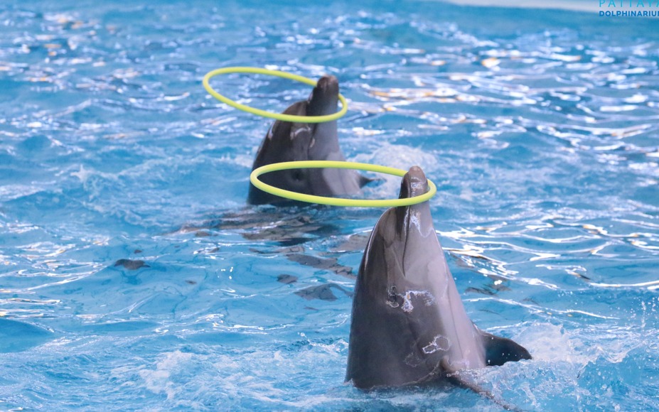 PATTAYA DOLPHINARIUM (VIP TICKET+PRIVATE PICK UP AND DROP PATTAYA HOTEL)